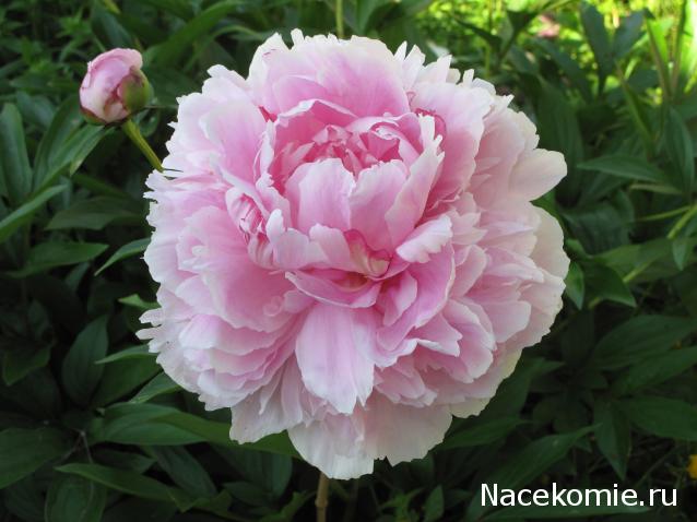 Наши Дни Рождения