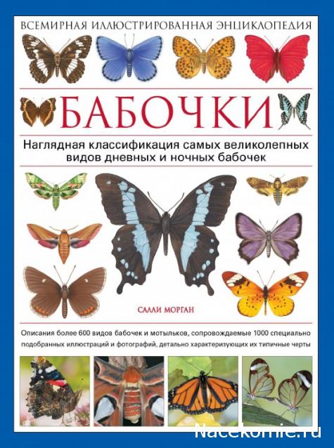 Бабочки №92 - Ленточник Дёрриса (Limenitis Doerriesi)