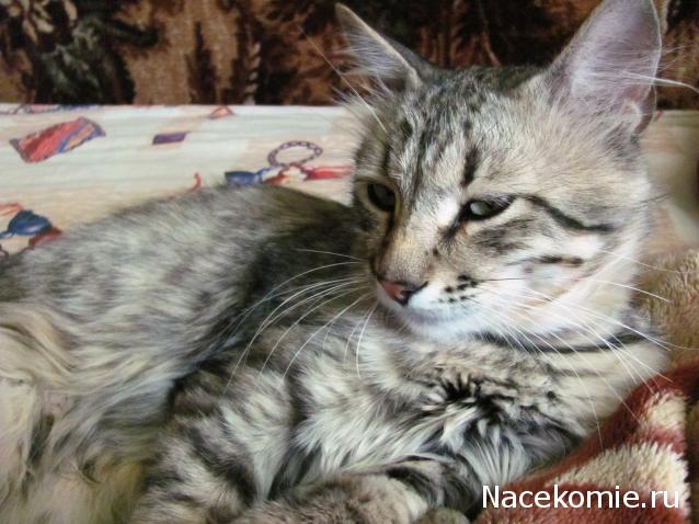 Фото кошек)))))