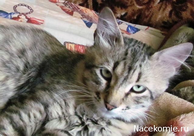 Фото кошек)))))