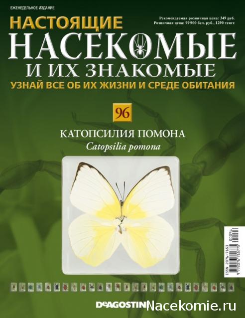 Бабочки №96 - Катопсилия помона (Catopsilia pomona)