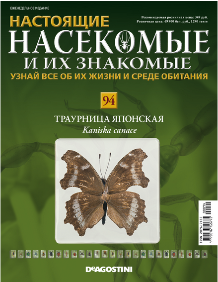 Бабочки №94 - Траурница японская (Kaniska canace)