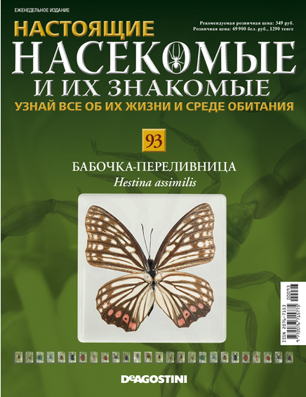 Бабочки №93 - Бабочка-переливница (Hestina assimilis)