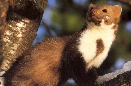 Таро Цветов