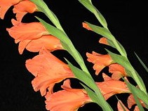 Таро Гармония