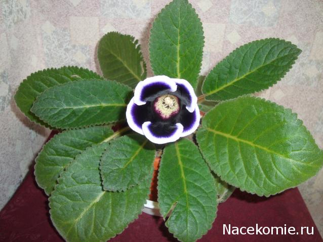 Завтрак с да Винчи. Болталка серии Энциклопедия Таро