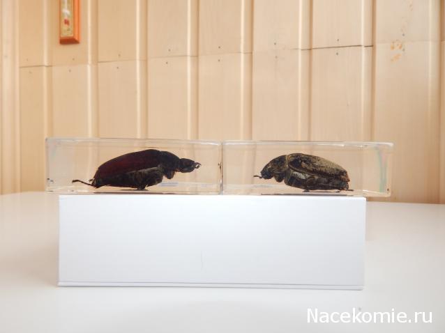 Насекомые №83 - Жук-Хрущак Лепидиота (Lepidiota sp)