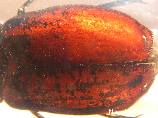 Насекомые №83 - Жук-Хрущак Лепидиота (Lepidiota sp)