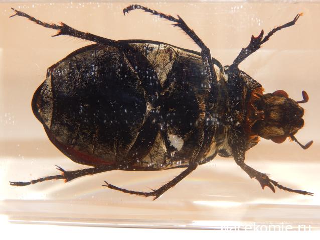 Насекомые №83 - Жук-Хрущак Лепидиота (Lepidiota sp)