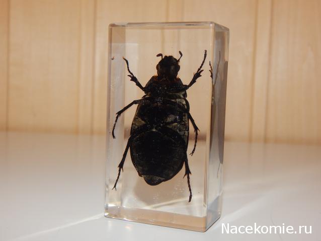 Насекомые №83 - Жук-Хрущак Лепидиота (Lepidiota sp)