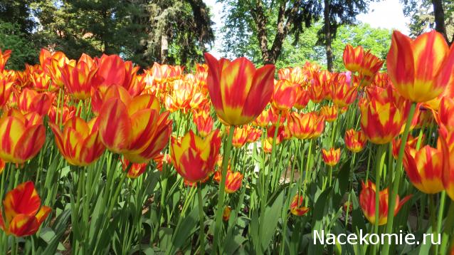 Наши Дни Рождения