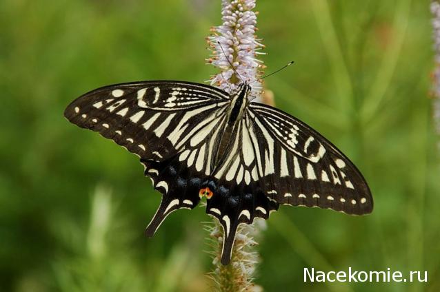 Бабочки №99 - Парусник Ксут (Papilio xuthus)