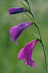 Таро Гармония