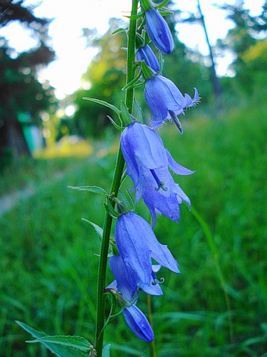 Таро Гармония