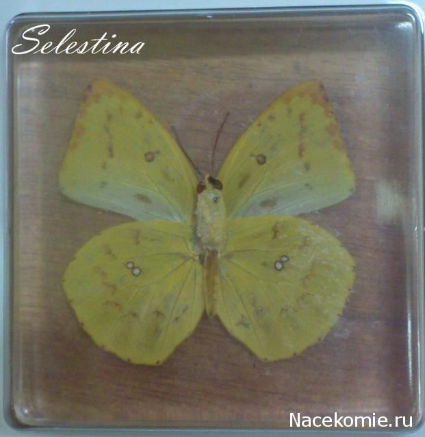 Бабочки №96 - Катопсилия помона (Catopsilia pomona)