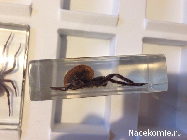 Насекомые №2 - Паук крестовик (Araneus sp.)