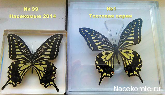 Бабочки №99 - Парусник Ксут (Papilio xuthus)