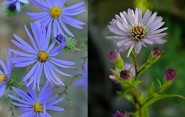 Таро Цветов