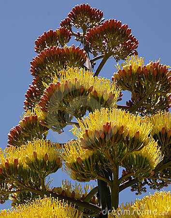 Таро Цветов