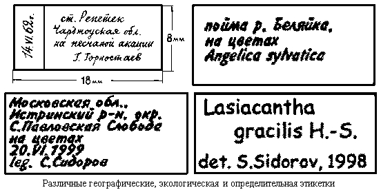 Бабочки №90 - Перломутровка дафна (Brentis daphne)