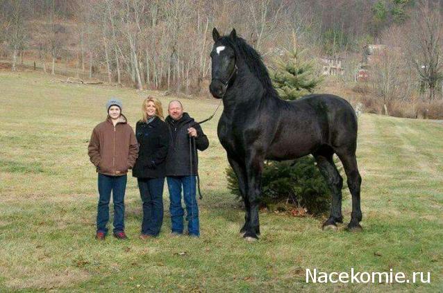 Наполеоновские Войны - Новая флудилка