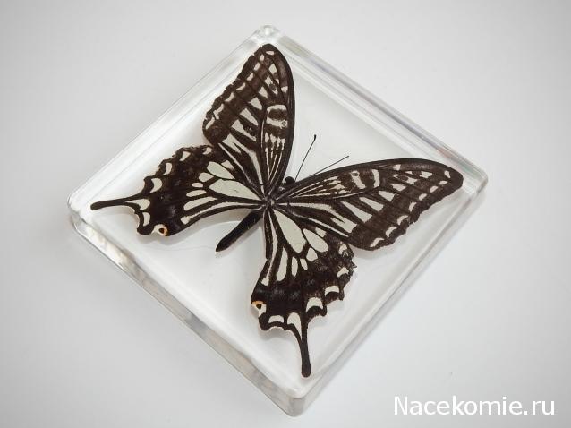 Бабочки №99 - Парусник Ксут (Papilio xuthus)