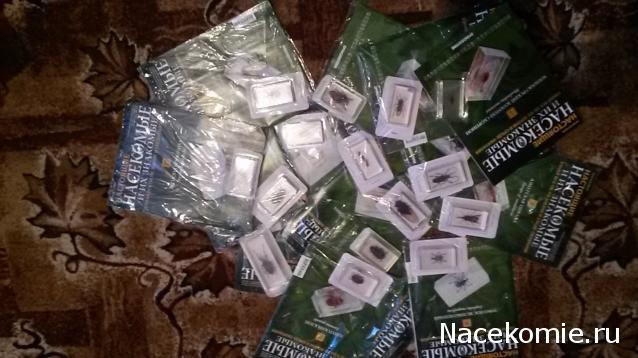 Насекомые и их знакомые Перезапуск 2016 - График выхода и обсуждение