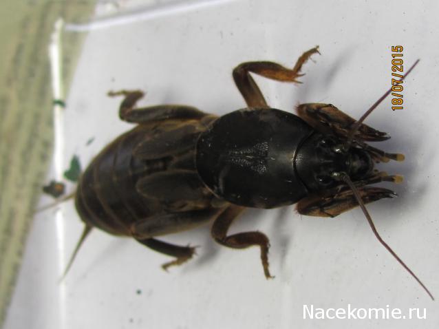 Фото насекомых (не из журнала)