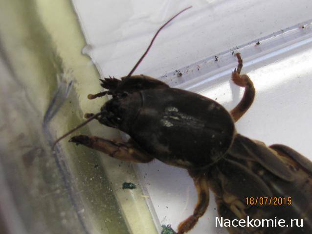 Фото насекомых (не из журнала)