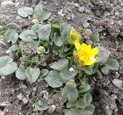 Куклы в народных костюмах – "Девчушки-болтушки"