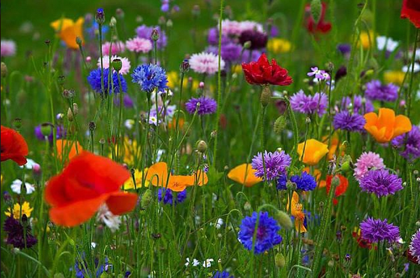 Наши Дни Рождения