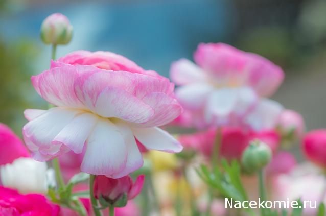 Наши Дни Рождения