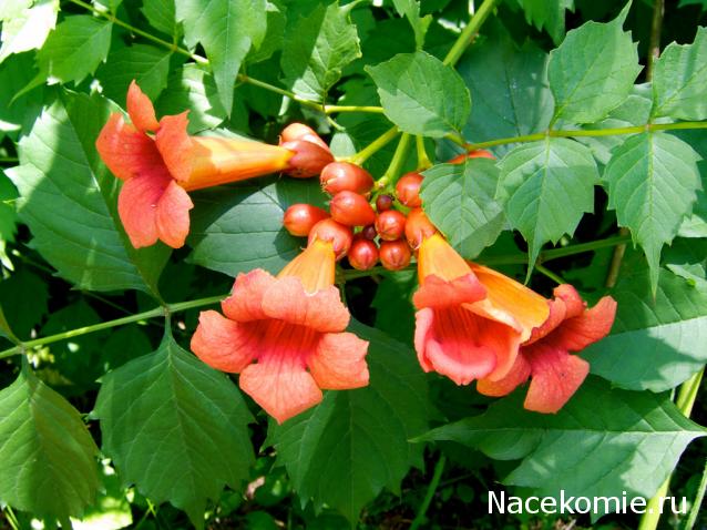 Таро Цветов