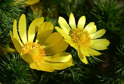 Таро Цветов