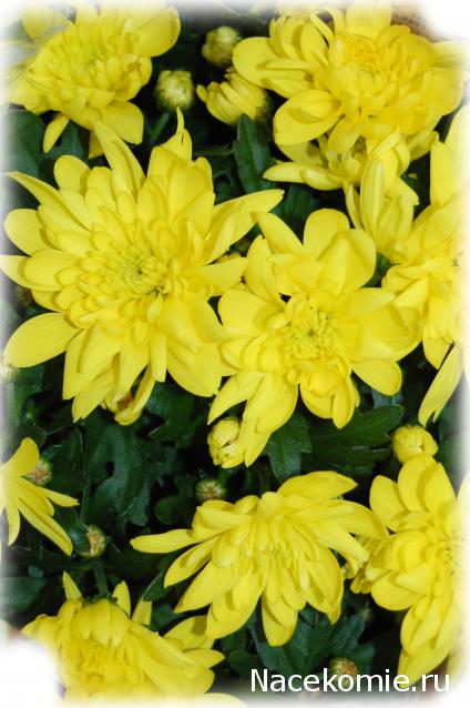 Дом Мечты Болталка: перезагрузка