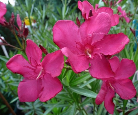 Таро Цветов