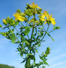 Таро Цветов