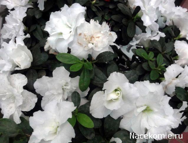 Таро Цветов