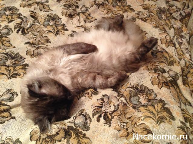 Железная Дорога в Миниатюре - Болталка