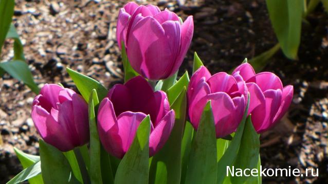 ElenaG - Первый шаг