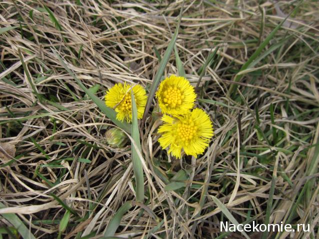 Куклы в народных костюмах – "Девчушки-болтушки"