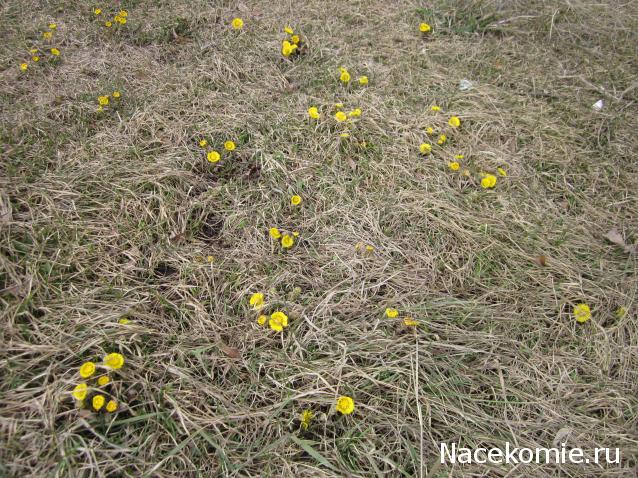 Куклы в народных костюмах – "Девчушки-болтушки"