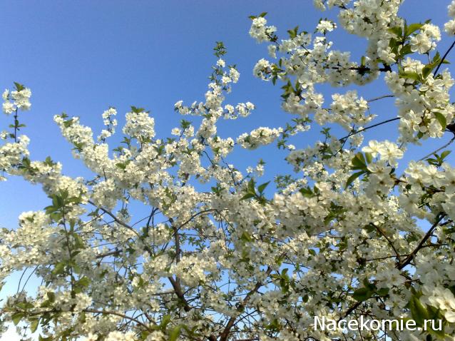 ИГРА "ВЕСНА-КРАСНА".