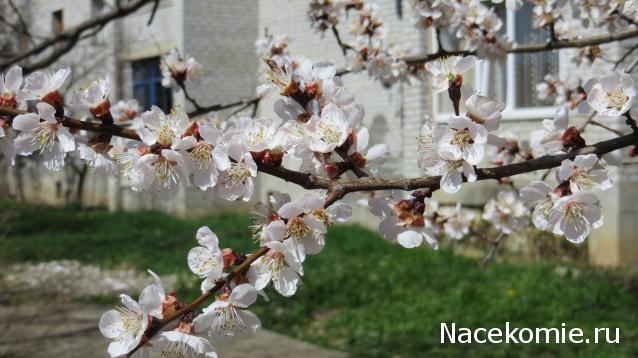 Куклы в народных костюмах – "Девчушки-болтушки"