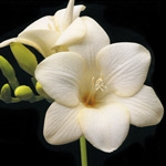 Таро Цветов