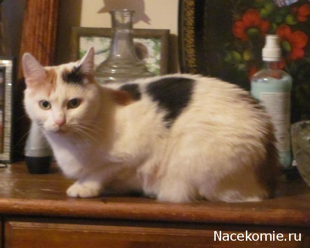 "Посиделки у ZKEYBY"