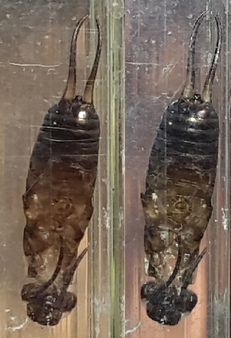 Фото насекомых (не из журнала)