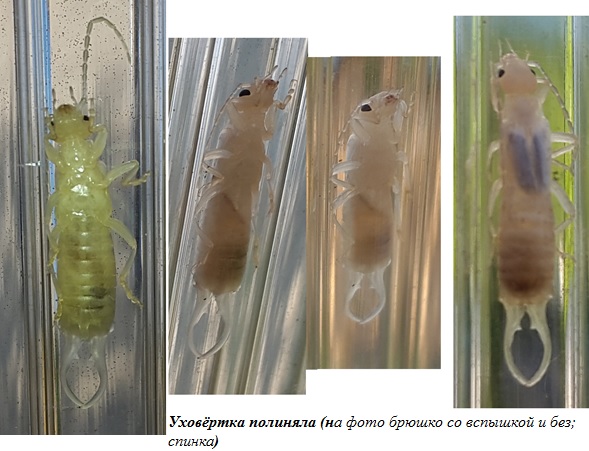 Фото насекомых (не из журнала)