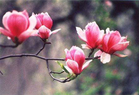 Rosinka07 - Домики бабушек