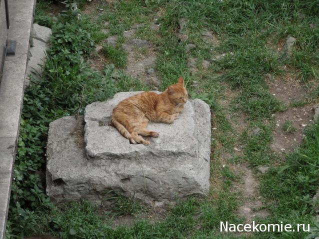 Помощь бездомным животным